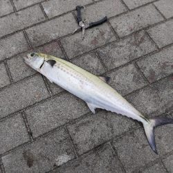 サゴシ回遊かな?