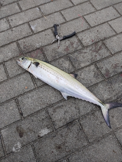 サゴシ回遊かな?