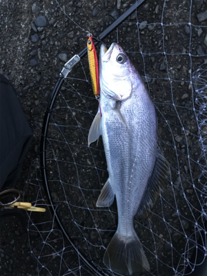 アサマヅメボトム