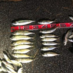 三桁の尺アジ釣り