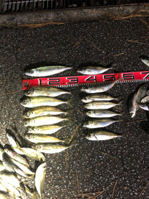 三桁の尺アジ釣り