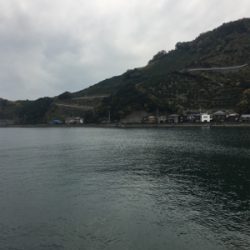 風裏にてアオリイカ