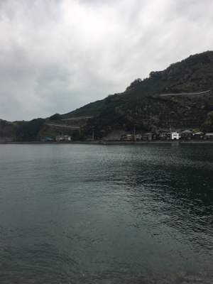 風裏にてアオリイカ