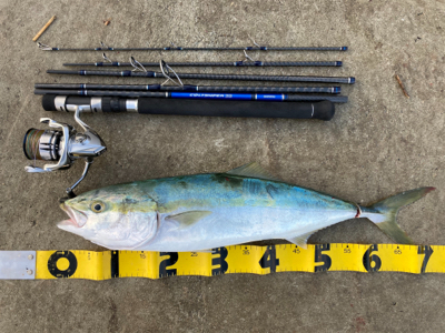 念願のメジロ！