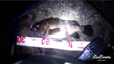 開幕メバリング