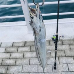 コスモスクエア釣果