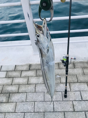 コスモスクエア釣果