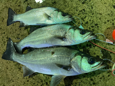 朝マズメにヒラスズキ釣果！！