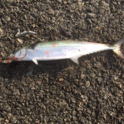 早朝はサゴシ祭り!!