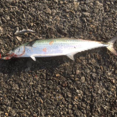 早朝はサゴシ祭り！！