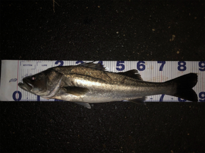 やっちまったぜ