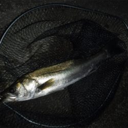 イナっこ付きシーバス