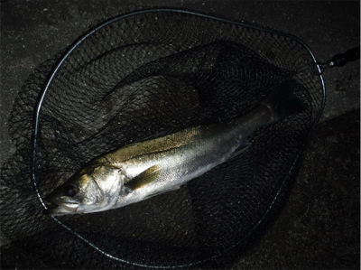 イナっこ付きシーバス