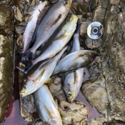 磯フカセ釣りでイサギ