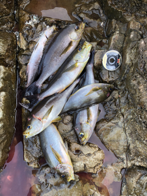 磯フカセ釣りでイサギ