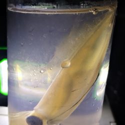 アジング練習 237