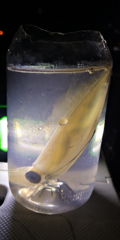 アジング練習 237