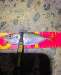 アジなんとか釣れた！
