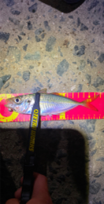 アジなんとか釣れた！