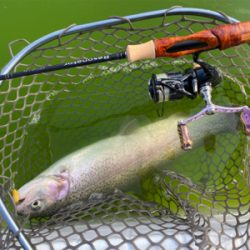 エリアトラウト