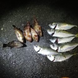 久しぶりのアジ