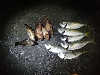 久しぶりのアジ