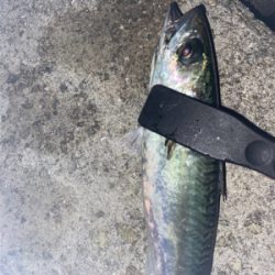 淡路島アジング