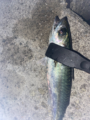 淡路島アジング