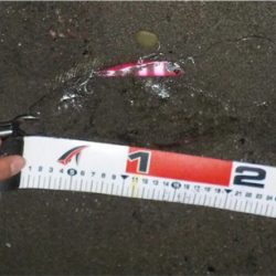 ヒラメです。見えますか?