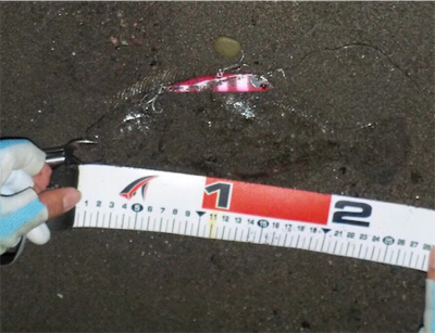 ヒラメです。見えますか？