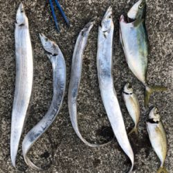 サゴシも釣りたかった