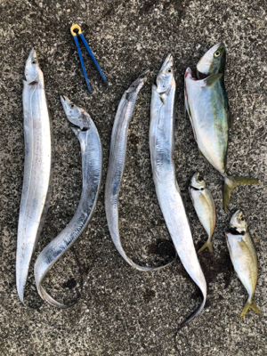 サゴシも釣りたかった