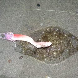 ヒラメくん元気