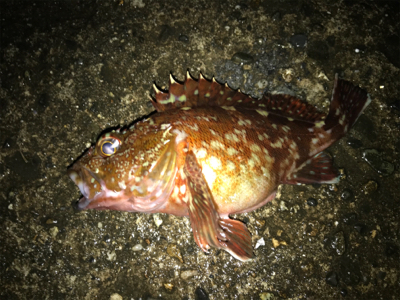 ナイトライトゲーム