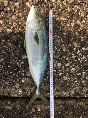 まあまあの風、白波のもと