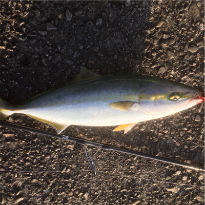 西風が強いです！