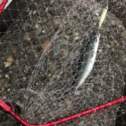 そろそろ青物も…