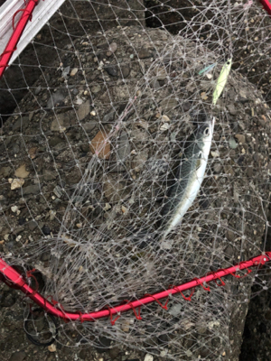 そろそろ青物も…