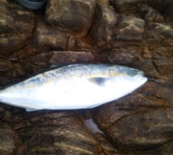 ショアキャスティング