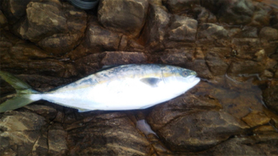 ショアキャスティング