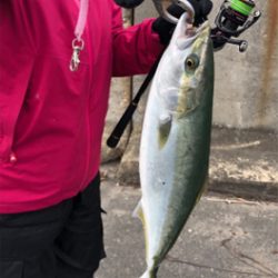 阪神間湾奥でハマチ