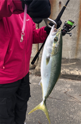 阪神間湾奥でハマチ