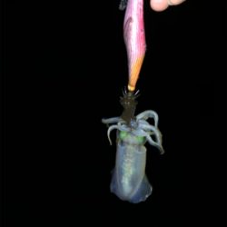 エギング釣行のはずがアジングしてる