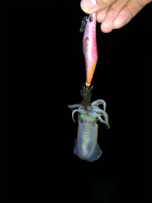 エギング釣行のはずがアジングしてる