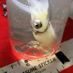 アジング練習 238