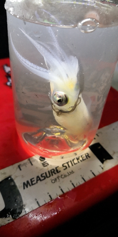 アジング練習 238