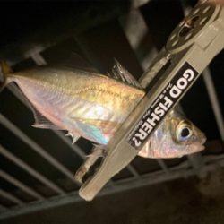 本格的な冬到来、今夜は寒い!