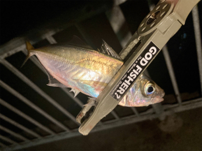 本格的な冬到来、今夜は寒い！