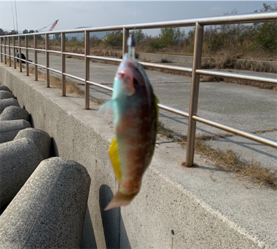 アジングのはずが…