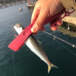 アジはいないが、イワシが乱舞！しかし、イワシとの知恵比べ。